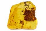 Detailed Fossil Fly (Diptera) In Baltic Amber #84583-3
